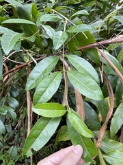 Citharexylum caudatum