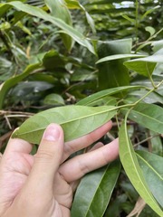 Citharexylum caudatum