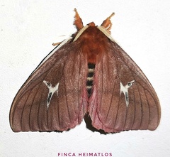 Cerodirphia speciosa