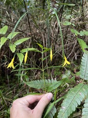 Lisianthius laxiflorus