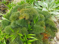 Anisotome antipoda