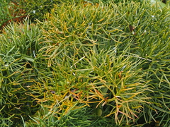 Anisotome antipoda
