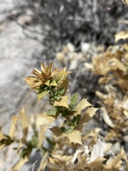 Hazardia brickellioides