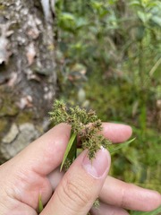 Fuirena umbellata