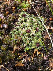 Abrotanella rosulata