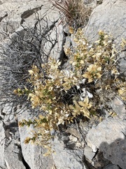 Hazardia brickellioides