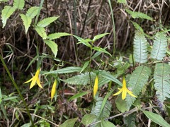 Lisianthius laxiflorus