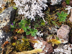 Myosotis antarctica