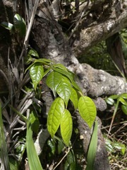 Hirtella rugosa