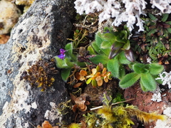 Myosotis antarctica