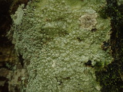 Lepra trachythallina