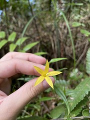 Lisianthius laxiflorus