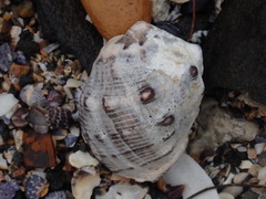 Purpura bufo