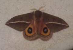 Automeris zephyria