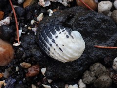 Nerita costata