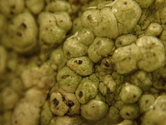 Lepra trachythallina