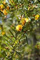 Bossiaea linophylla