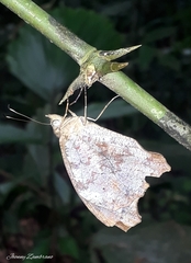 Amphidecta pignerator