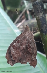 Amphidecta pignerator