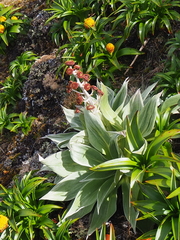 Pleurophyllum hookeri