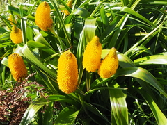 Bulbinella rossii