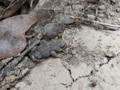 Pseudophryne bibronii