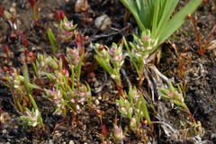 Polygonum polygaloides kelloggii