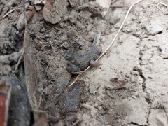 Pseudophryne bibronii