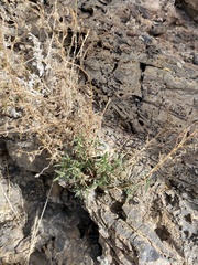 Johnstonella racemosa