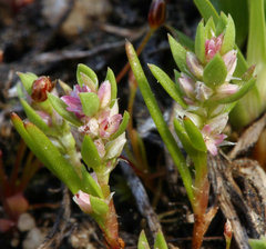 Polygonum polygaloides kelloggii