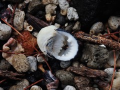 Nerita costata