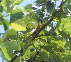Austracris basalis