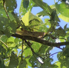 Austracris basalis