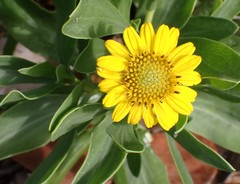 Borrichia frutescens image