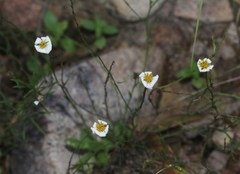 Chaetopappa ericoides