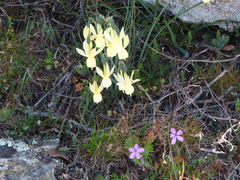 Narcissus triandrus pallidulus