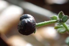 Galium bermudense