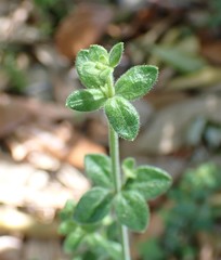 Galium bermudense