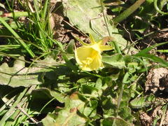 Narcissus bulbocodium graellsii