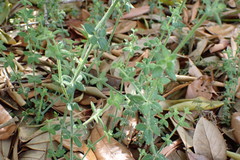 Galium bermudense