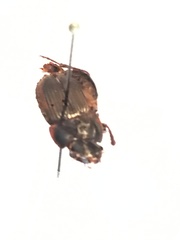 Anisodactylus rusticus