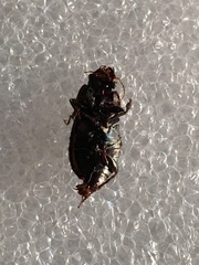 Anisodactylus rusticus