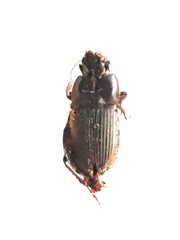 Anisodactylus rusticus