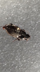 Anisodactylus rusticus