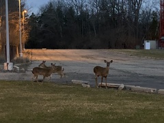 Odocoileus virginianus