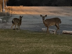 Odocoileus virginianus
