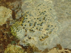 Porpidia macrocarpa