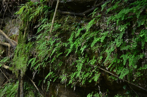 black maidenhair fern