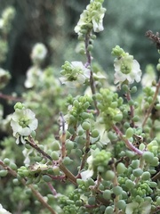 Dissocarpus paradoxus