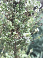 Dissocarpus paradoxus